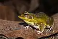 Grenouille hylarana lateralis