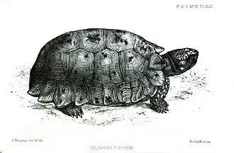 Description de l'image PeltastesForsteniFord.jpg.