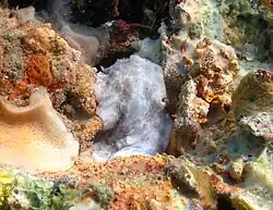 Peltodoris murrea