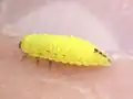Larve de Peltoschema hamadryas.