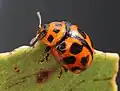 Peltoschema oceanica.
