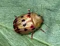 Peltoschema rubiginosa.
