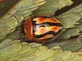 Peltoschema trilineata.