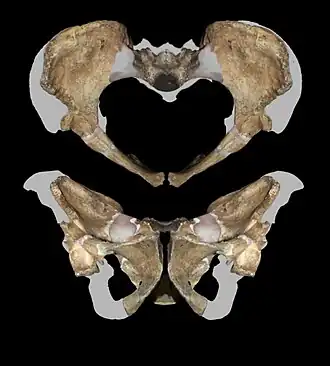 Vue en deux côtés de la reconstitution du bassin d'Australopithecus sediba.