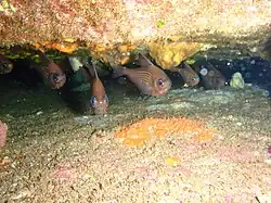 Pempheris ornata