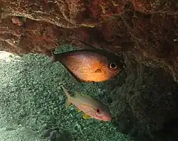 Pempheris oualensis