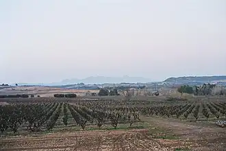 Image illustrative de l’article Penedès (DO)