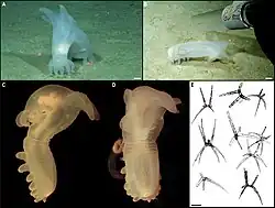 Peniagone vitrea.