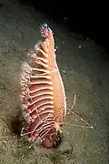 Pennatula rubra