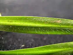 Feuille