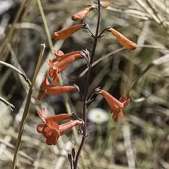 Description de l'image Penstemon alamosensis - Craig Martin 03.jpg.