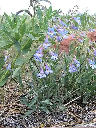 Description de l'image Penstemon degeneri lg.jpg.