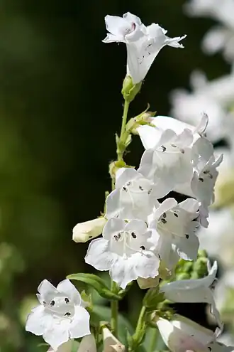 Description de l'image Penstemon digitalis -White Bedder- 3-2739.jpg.