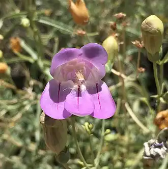 Description de l'image Penstemon fruticiformis.jpg.