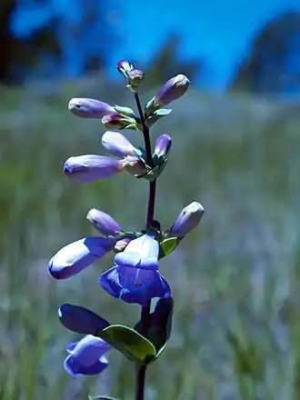 Description de l'image Penstemon grandiflorus NPS-1.jpg.