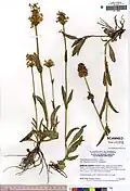 Penstemon heterodoxus var. shastensis