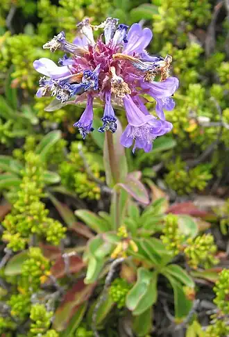 Description de l'image Penstemon procerus.jpg.