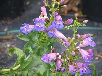 Description de l'image Penstemon spectabilis - Flickr - peganum.jpg.