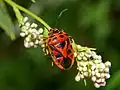 Eurydema ornata.