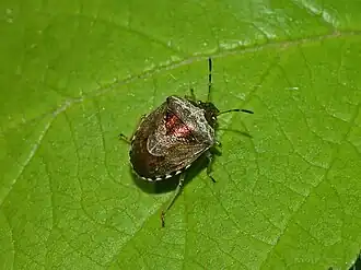 Eysarcoris venustissimus.