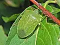 Nezara viridula adulte.