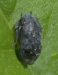Penthimia americana, Oklahoma (États-Unis).