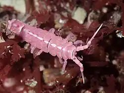 Pentidotea aculeata