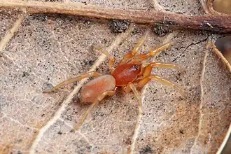 Description de l'image Penultimate male Calponia harrisonfordi (F Caponiidae) (4495398425).jpg.