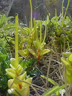 Peperomia glabella