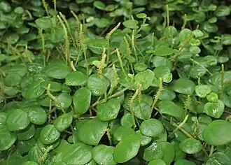 Description de l'image Peperomia serpens kz03.jpg.