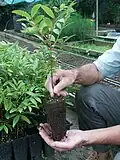 Plant d'un an - Pépinière à La Foa