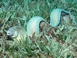 Gymnothorax griseus
