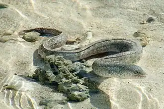 Gymnothorax pictus