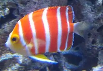 Centropyge boylei