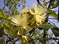 Fleurs et feuilles  de Caryocar brasiliense.
