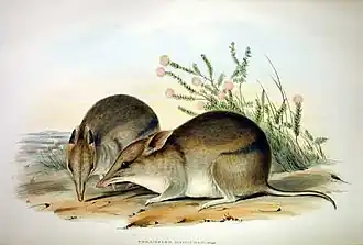 Description de l'image Perameles bougainville - Gould.jpg.
