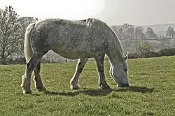 Vheval gris vu de profil en train de brouter.