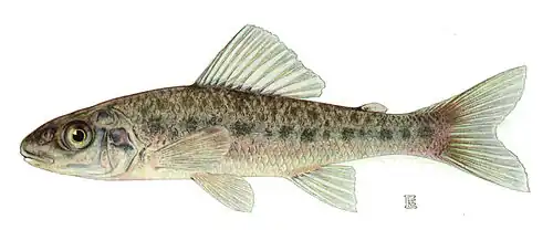 Percopsis omiscomaycus (Percopsidae).