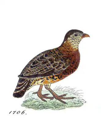 Description de l'image Perdix charltoni - 1820-1863 - Print - Iconographia Zoologica - Special Collections University of Amsterdam - UBA01 IZ17100103.png.