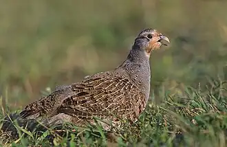 Perdrix grise (Perdix perdix).