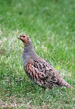 Perdix perdix