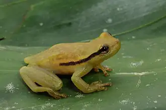 Description de l'image Perereca-de-bromélia - Phyllodytes maculosus.jpg.