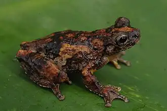Description de l'image Pererequinha - Dendropsophus seniculus.jpg.