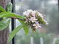 inflorescence de Pereskia grandifolia
