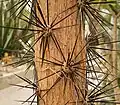 Aréoles et épines de la plante arbustive Pereskia grandifolia