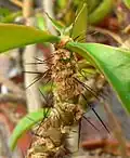 Pereskia tampicana