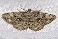 Peribatodes secundaria (Denis & Schiffermüller, 1775)mâle
