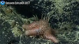Peribolaster sp., une Korethrasteridae.