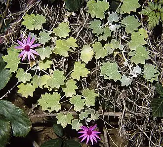 Description de l'image Pericallis 89F06.jpg.