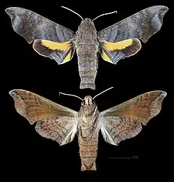 Perigonia pallida